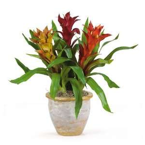  Triple Star Bromeliad 