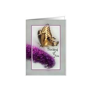  Butterfly Visiting Butterfly Bush Thinking of You Card 