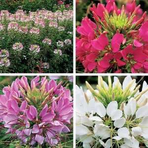   Sparkler Mixed Spider Flower   4 Plants   Cleome Patio, Lawn & Garden