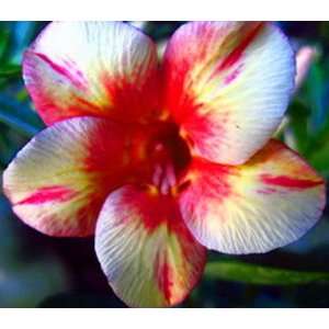   Obesum Desert Rose Pink Diamond 3 Seeds Patio, Lawn & Garden