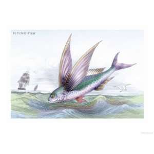   Fish Giclee Poster Print by Robert Hamilton, 9x12