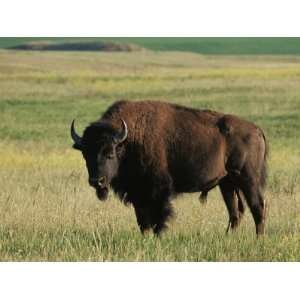 Bison (Bison Bison), Theodore Roosevelt National Park, North Dakota 