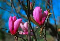 Magnolia Jane Tulip Flower Bloom (LARGE 3 4 tall)  