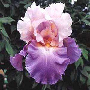   Earth German Bearded Iris 1 Rhizome Re Blooming   Potted  