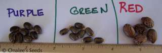 18+ GREEN Castor Bean Seeds Tropical Look Fast Grower  