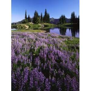  Lupine and Alpine tarn, William O. Douglas Wilderness 