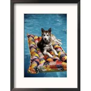  Dog Floating on Raft in Swimming Pool Framed Photographic 