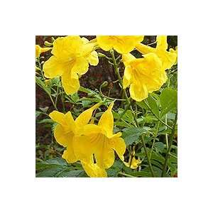  Yellow Bells Seeds   Tecoma Stans Patio, Lawn & Garden