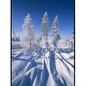  Snow Blanketed Evergreen Trees in Wapusk National Park 
