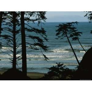  View Through Silhouetted Evergreen Trees at Gentle Pacific 