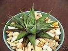  Limifolia rare succulent plant cactus aloe outdoor indoor cacti pot