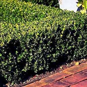    BOXWOOD WINTER GEM / 2 gallon Potted Patio, Lawn & Garden