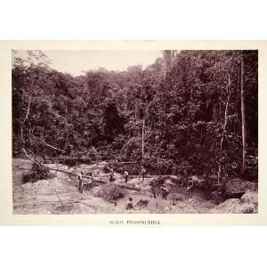  1907 Print Gold Prospecting Panning Deposits Rainforest 