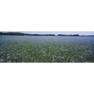 Flax Growing in a Field, Vanso, Sodermanland, Sweden Photographic 