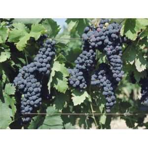  Bunches of Red Wine Grapes Ripening Three Weeks Before 