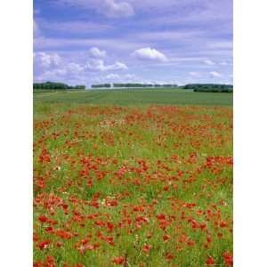 Poppies in the Valley of the Somme Near Mons, Nord Picardie (Picardy 