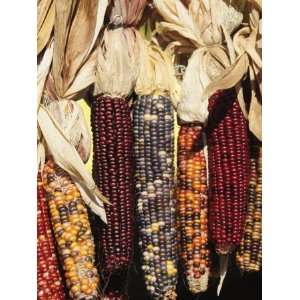  Indian Ornamental Corn,The Hamptons, Long Island, New York 