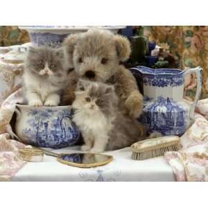  Persian Kitten, Brindle Teddy Bear and Victorian Staffordshire Wash 