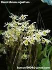 Orchid species seed Ornithochilus difformis   Year 2012 items in KP 