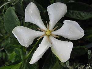 VIETNAM GARDENIA white fragrance flower tropical Plant  