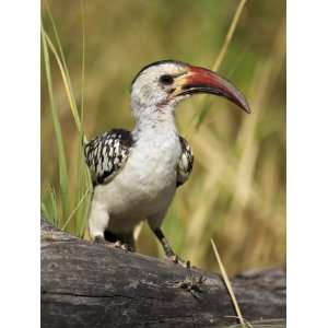 Red Billed Hornbill (Tockus Erythrorhynchus) Perched on a Log, Samburu 