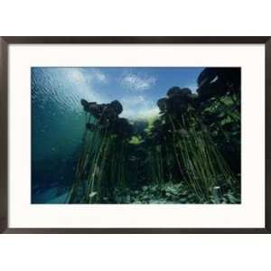  A forest of long stemmed water lilies Scenic Framed Art 