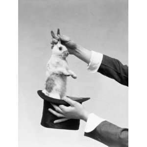  Hands of Magician Performing Magic Trick, Pulling Rabbit 