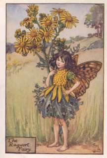 FLOWER FAIRIES CORNFLOWER. C.BARKER.c1940s. Old print  