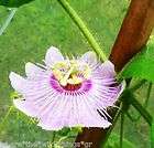 Passiflora foetida var. gossypifolia Seeds ~ New Fresh