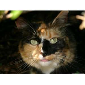 Striking Natural Pattern on the Face of a Calico Cat Photographic 