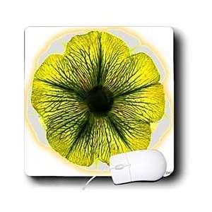   Hogge Jr Flowers   Yellow and White Petunia   Mouse Pads Electronics