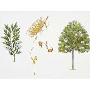 com Australian Silver Oak (Grevillea Robusta) Plant with Flower, Leaf 