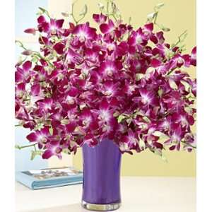 Deluxe Purple Dendrobium Orchids Grocery & Gourmet Food