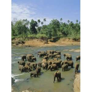  Elephants in the River, Pinnewala, Sri Lanka Premium 