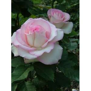  Morden Blush Rose Seeds Packet Patio, Lawn & Garden