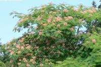 Mimosa Tree Pink Powderpuff Flowers Tropical 20 Seeds  