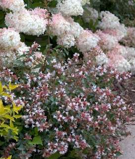 Ruby Anniversary   Abelia   Fragrant and Hardy   Proven Winners  